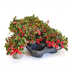 Gaultheria Big Berry 11Ø 16cm