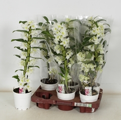 Dendrobium Star Class Apollon 12Ø 50cm 1st