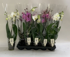 Phalaenopsis Mix 12Ø 60cm 3st