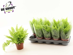 Nephrolepis Boston Blue Bell 35Ø 30cm