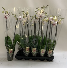 Phalaenopsis Calypso 12Ø 70cm 2st