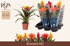 Bromelia Mix 12Ø 38cm