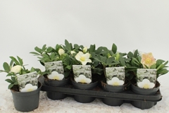 Helleborus Advent Star 13Ø 22cm