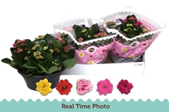 Kalanchoe Double Mix 23Ø 27cm