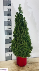 Picea Conica 22Ø 120cm