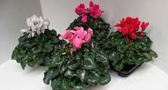 Cyclamen Super Serie Xl 13Ø 30cm
