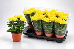 Chrysanth Supernova Yellow 13Ø 30cm