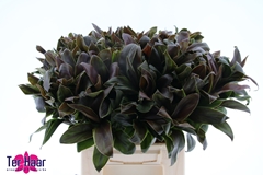 Dracaena Fragrans Compacta 50cm