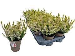 Callu Gg Aurica 10Ø 20cm