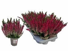 Calluna Vulgaris Garden Girls Milva 10Ø 26cm