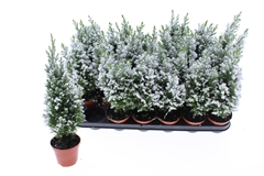 Chamaecyparis Ellwoodii 9Ø 38cm