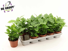 Coffea 12Ø 25cm