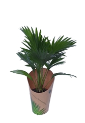 Livistona Rotundifolia 14Ø 45cm