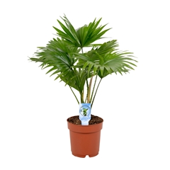 Livistona Rotundifolia 14Ø 45cm