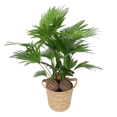 Livistona Rotundifolia 16Ø 50cm