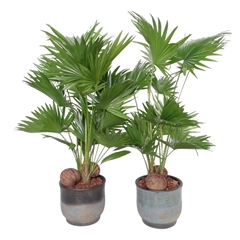Livistona Rotundifolia 20Ø 70cm