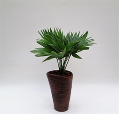 Livistona Rotundifolia 16Ø 45cm