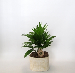 Livistona Rotundifolia 20Ø 50cm