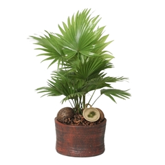 Livistona Rotundifolia 20Ø 45cm