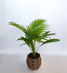 Livistona Rotundifolia 19Ø 50cm