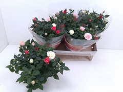 Rosa Favourite Festival Mix 20Ø 30cm