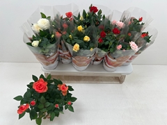 Rosa Favourite Mix 6 Kinds 10Ø 25cm