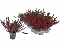 Calluna WiBo's Rot 10Ø 26cm
