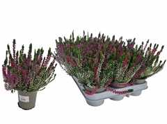 Calluna WiBo's Trio 9Ø 20cm