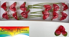 Anthurium Mars Imp 13cm Hd