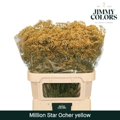 Gypsophila Painted Million Star Ocher Yellow 80cm 30gr.