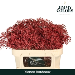 Gypsophila Painted Xlence Bordeaux 70cm 20gr.