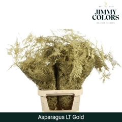 Asparagus Setaceus Painted Gold 80cm