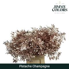 Pistacia Painted Metallic Champagne 40cm