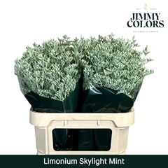 Limonium Painted Skylight Mint 80cm 30gr.