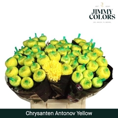 Chrysanth Single Painted Antonov Yellow 70cm 110gr.