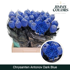 Chrysanth Single Painted Antonov Dark Blue 70cm 110gr.