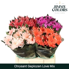 Chrysanth Single Painted Topspin Love Mix 70cm 70gr.