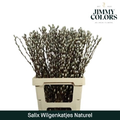 Salix Caprea Snow Flake 70cm