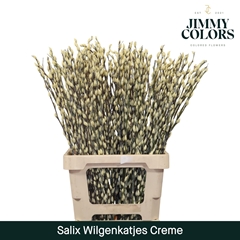 Salix Snow Flake Painted Cream 70cm