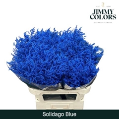 Solidago Painted Blue 80cm 35gr.