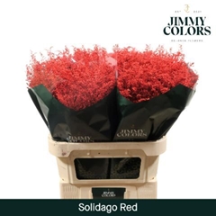 Solidago Painted Red 70cm 25gr.