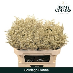 Solidago Painted Metallic Platinum 70cm 25gr.