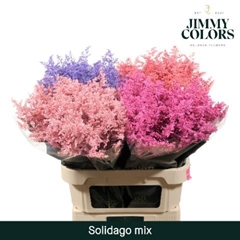 Solidago Painted Mix 70cm 25gr.