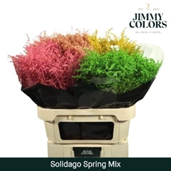 Solidago Painted Spring Mix 70cm 25gr.