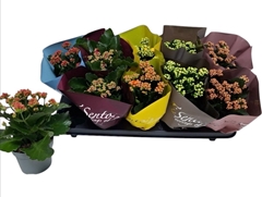 Kalanchoe Double Mix 10Ø 24cm