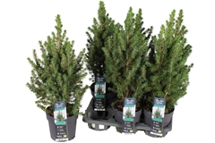 Picea Conica 14Ø 50cm