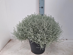 Leucophyta Brownii 26Ø 45cm