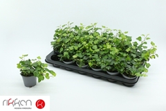 Hedera Helix Wonder 8Ø 7cm