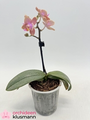 Phalaenopsis Mix 9Ø 26cm 1st
