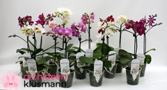 Phalaenopsis Mix 9Ø 26cm 1st